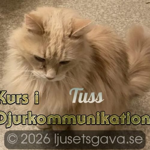 Kurs i Djurkommunikation 24/10-25/10 – 2026 – INSTÄLLD PÅ GRUND AV SJUKDOM!